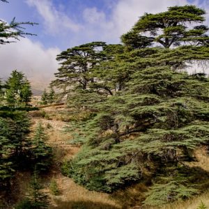 Arabisch im Libanon Dr. Daniel Falk