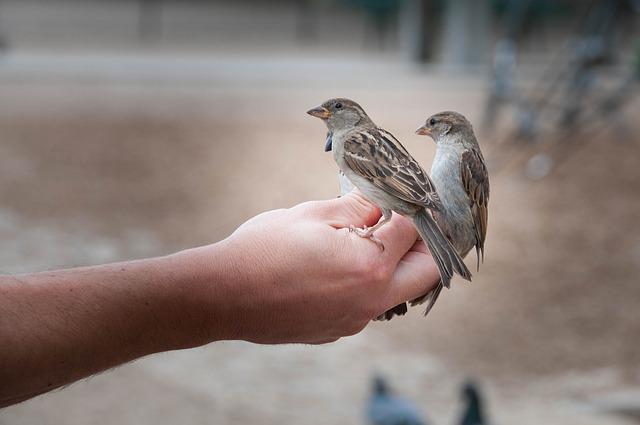 Spatz auf der Hand Arabisch